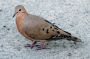 VI05 - 124 * Common Ground-Dove.